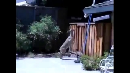 Сърна се мисли за нинджа