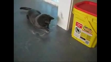 Забавно пияно коте - little Bobby 2 