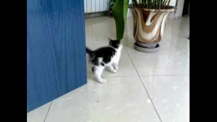 Малко Коте