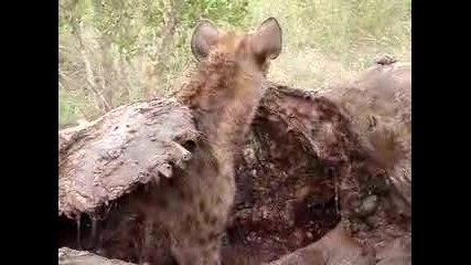 Hyena eating giraffe - 