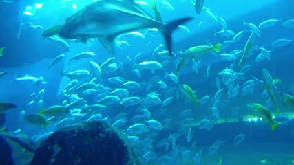 Under Water Zoo And Aquarium Tunnel - Dubai Mall