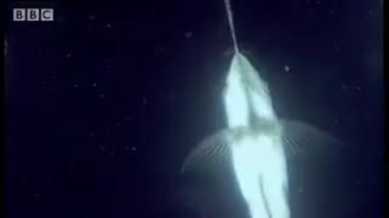 Archer Fish Water Pistol - Weird Nature - Bbc wildlife 