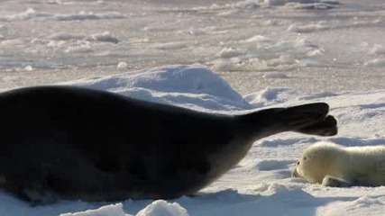 Гренландските тюлени в Арктика