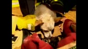 Смело куче спасява малки котенца от пожар