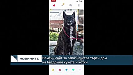 Немски сайт за запознанства търси дом на бездомни кучета и котки