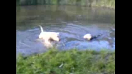 Кучета Плуват