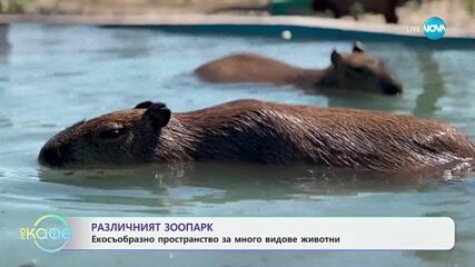 Различният зоопарк: Екосъобразно пространство за различни видове животни - „На кафе“ (18.06.2025)