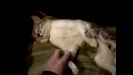 sleeping kitten