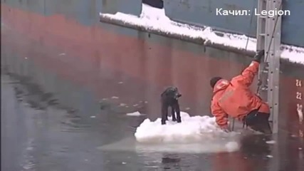 Руснаци спасяват куче
