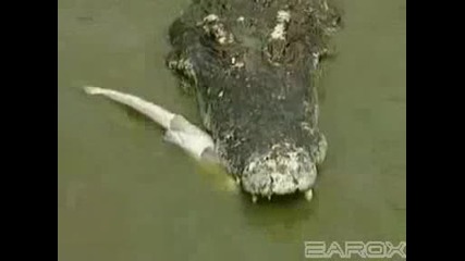 Най - Галемия Крокодил В Света