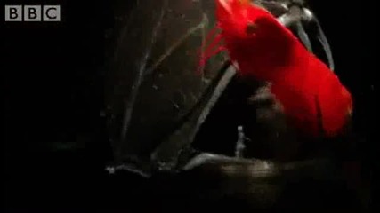 10 - те най - зловещи риби 