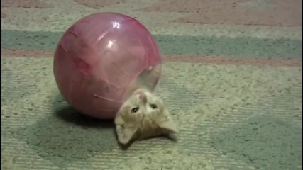 Много Тапо Коте