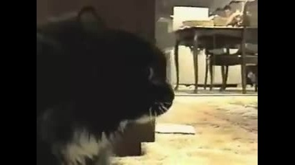 Смях - Котенце говори