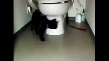 Много Луда Котка