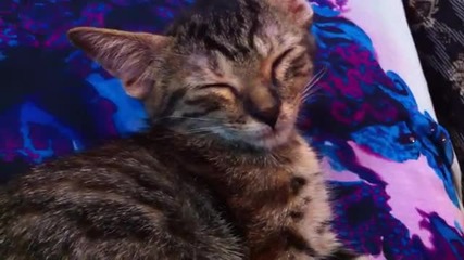 Смешно спящо коте