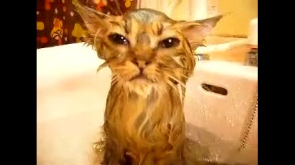 Сърдита котка стои под течаща вода