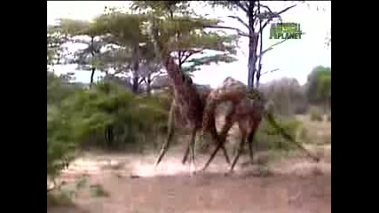 Битка Между Жирафи