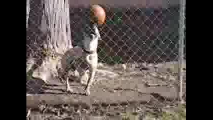 Куче балансира топка на носа си 