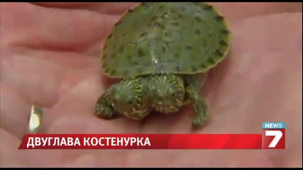 Двуглава костенурка се излюпи в зоопарк в Тексас