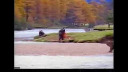 Мъж се бие с мечка