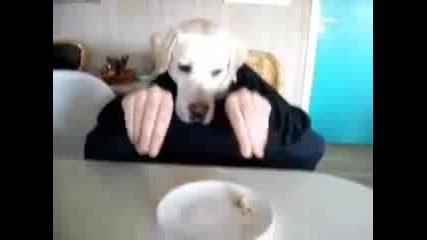 Човек куче ! 