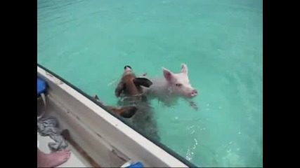 Плуващи прасета 