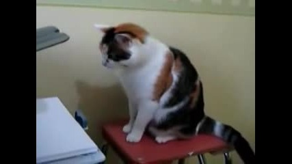 Котка се бие с принтер (смях) 
