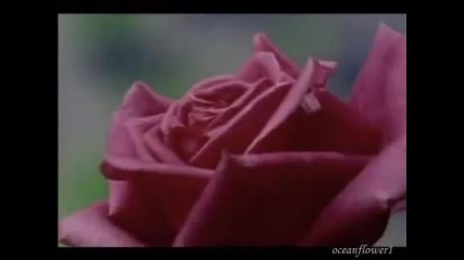 The Rose of Tralee - Phil Coulter 