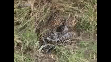 Leopard cubs playtime - Bbc wildlife