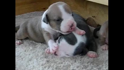 Рit bull puppies