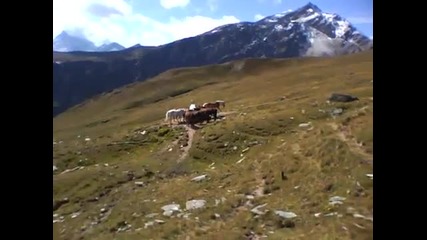 Alpsommer Pferde Schweiz 