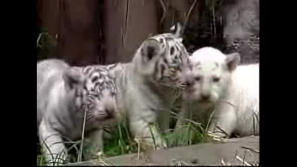 Бели Тигърчета