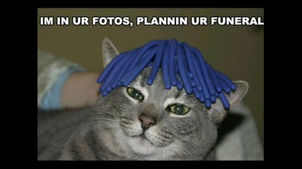 Смешни котаци