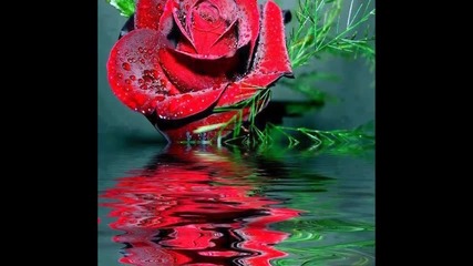 Розата - вълшебен цвят на любовта