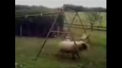 Тъпа Овца 