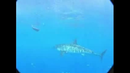 Great White Shark 