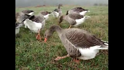 Toulouse Geese 
