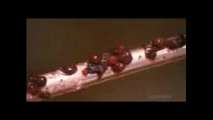 How Its Made s12e7 Police Badges - Muffins - Car Washes - Pressure Gauges