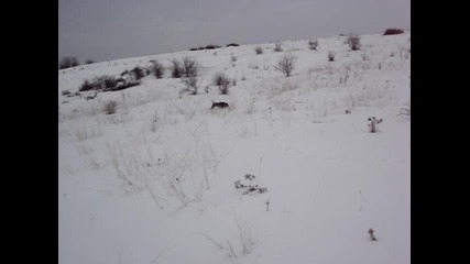 Ерле на заешка диря 