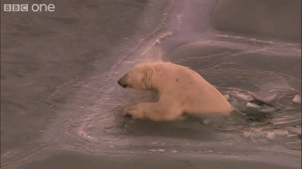 Средата за живот на полярните мечки започва да изчезва! 