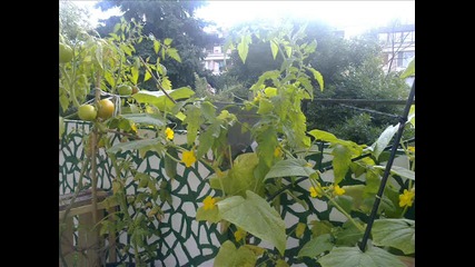 flower garden on my balcony