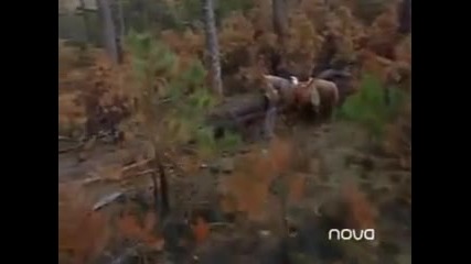 Mujer de Madera Capitulo 32