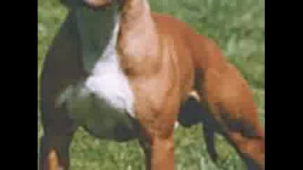 Rottweiler Bull Terrier Pit Bull