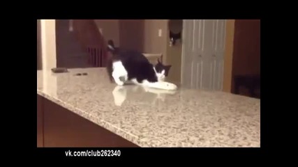 Котка чупи стойки!