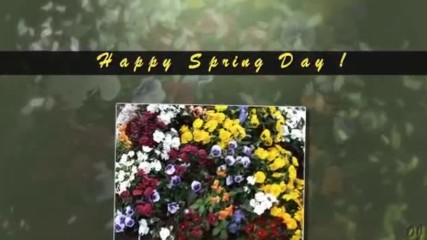 Relaxing Moments -flowers of Spring Pansies.-