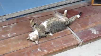 Котката Релаксира