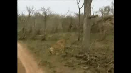 Гепард срещу лъв срещу леопард
