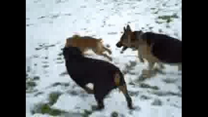 Dogs Playing