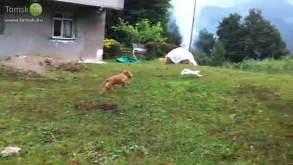 Котката направи добър финт!