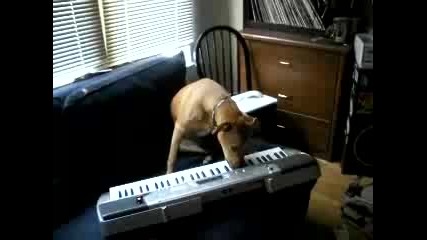 Куче музикант 